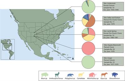 A new legacy: potential of zooarchaeology by mass spectrometry in the analysis of North American megafaunal remains